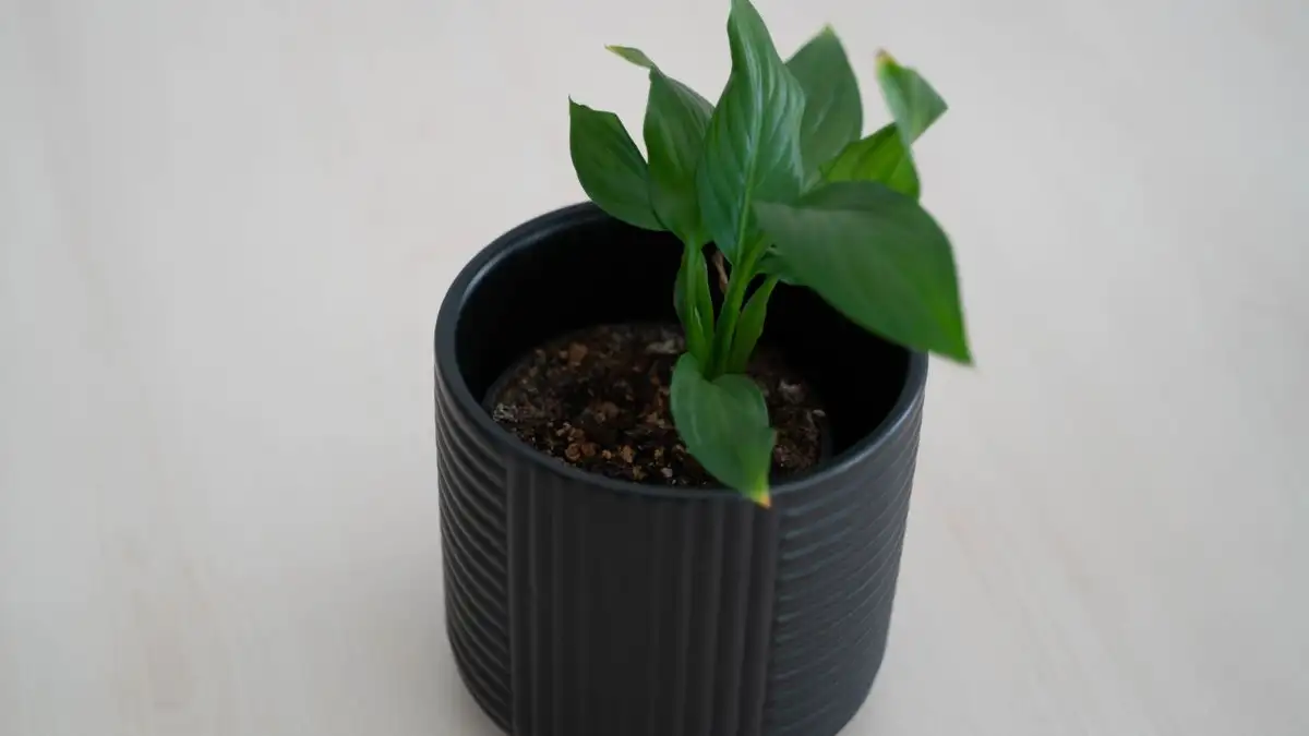 Slik tilvenner du en ny plante uten at bladene faller