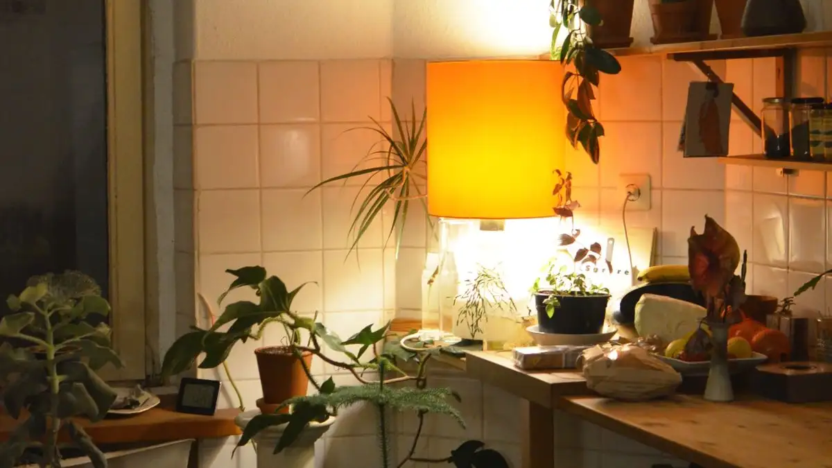 Flere timer med svakt lys redder ikke planten