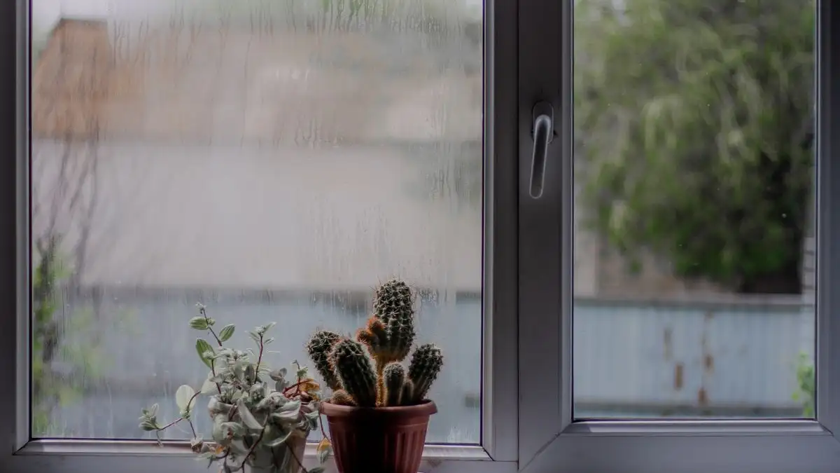 Muggen som kommer hver vinter på planter ved det kalde vinduet