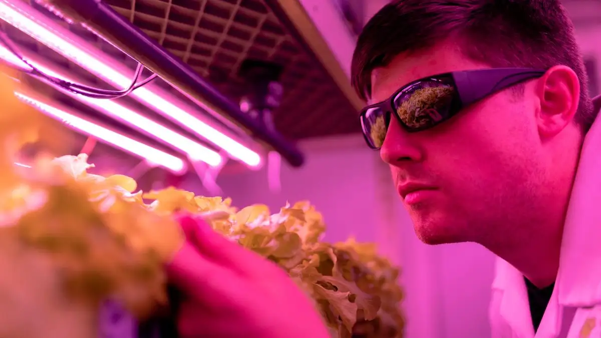 Hvorfor rosa lys ikke er sterkere enn hvitt for plantene