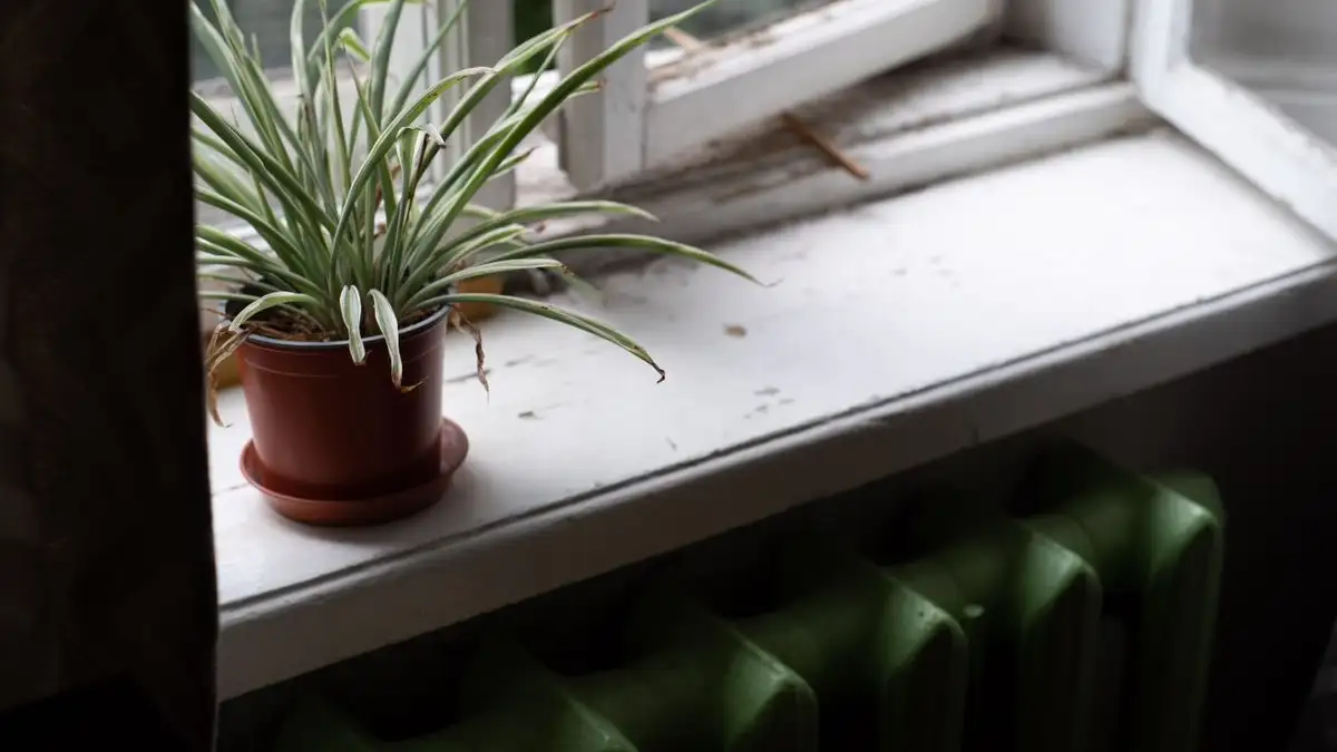 Planten over radiatoren får varme nedenfra og kulde bak