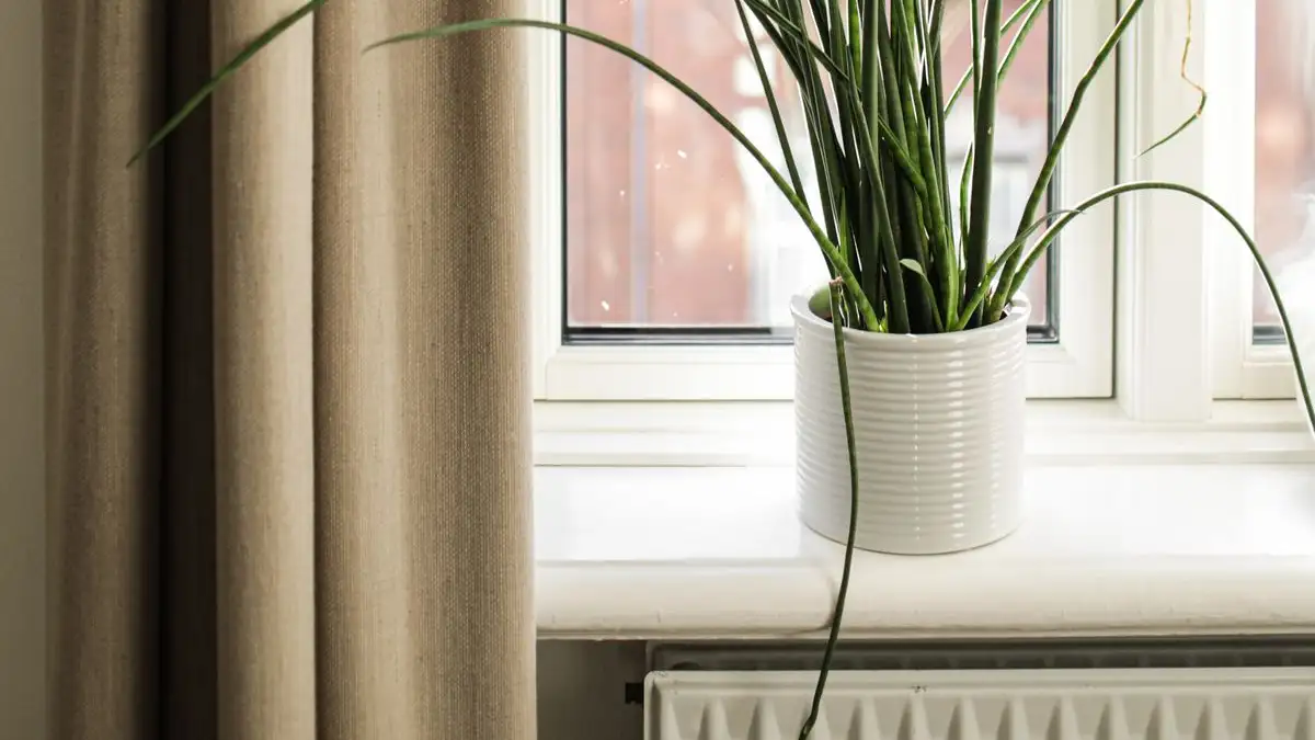 Radiatorvarmen holder ullusen i gang hele vinteren