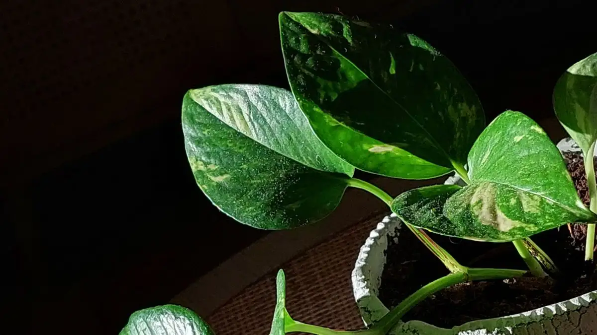 Er de hvite klumpene på planten ullus eller noe annet?