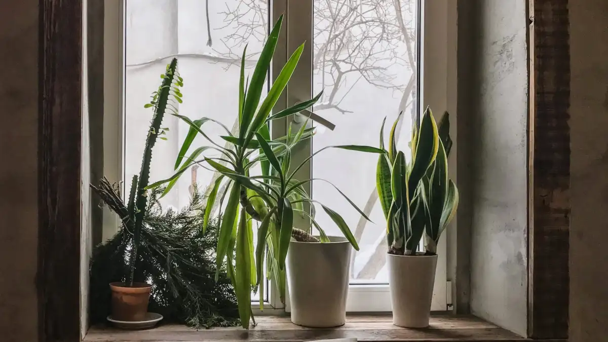 Plasseringen på vinduskarmen avgjør plantens vinter